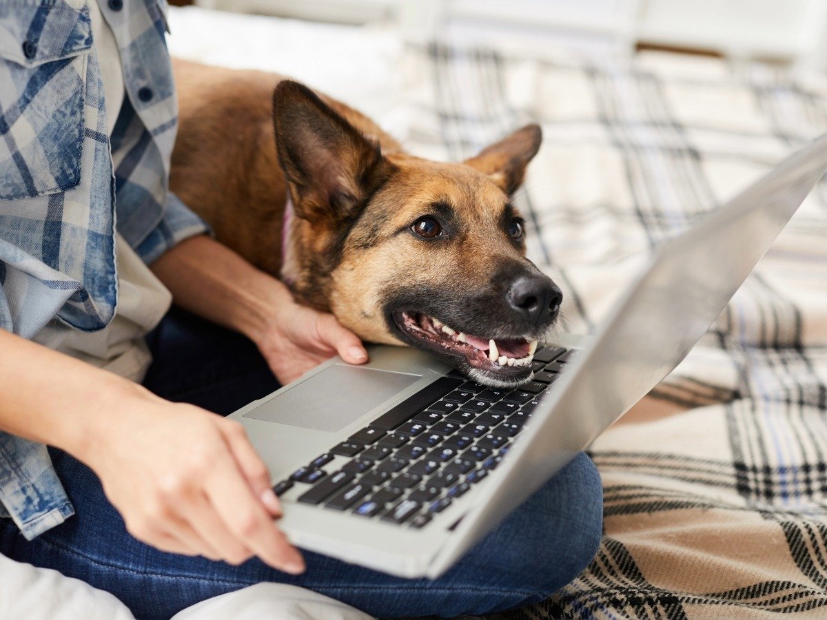 Dog and pet owner shopping online