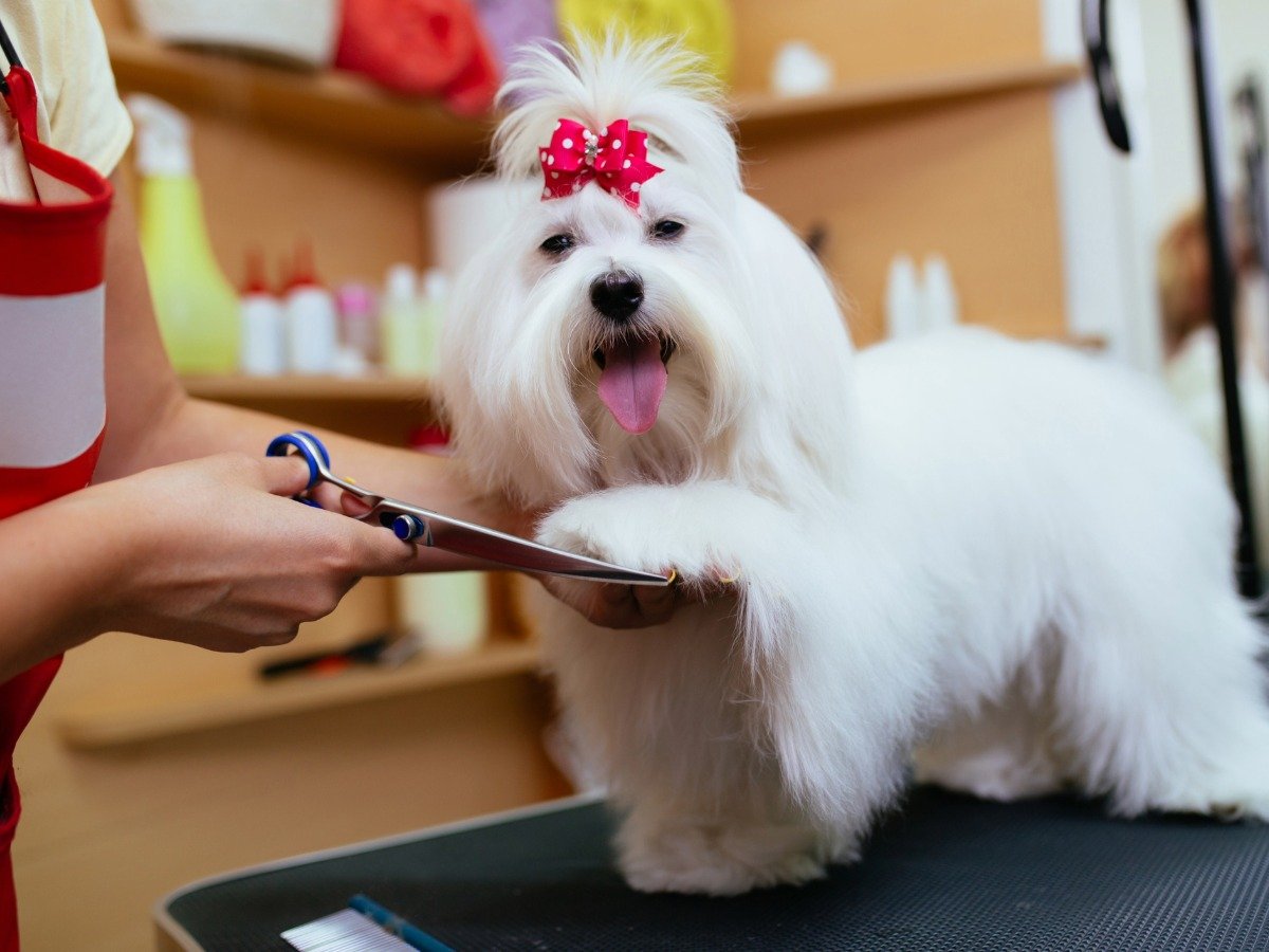 Dog getting a grooming