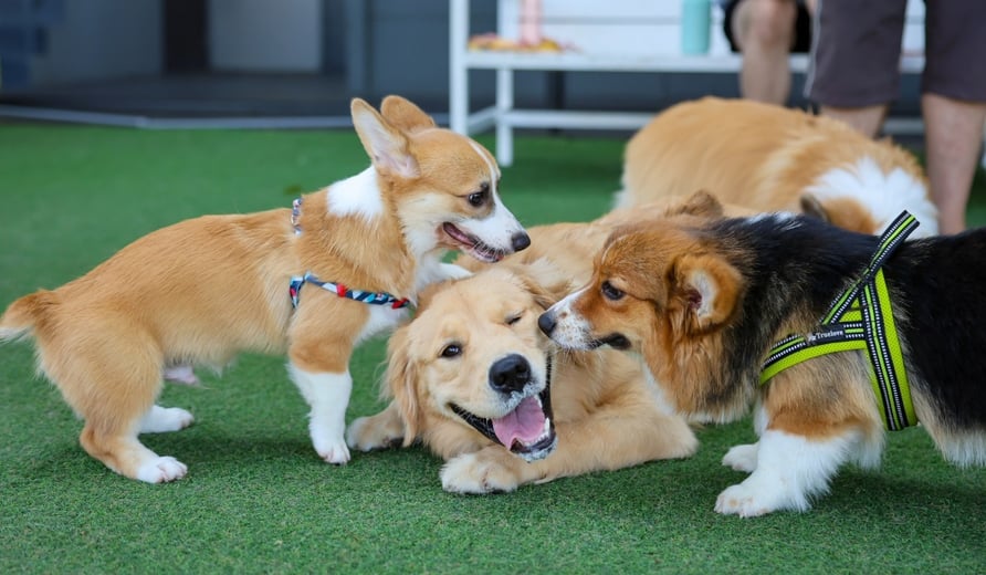 Pet community event