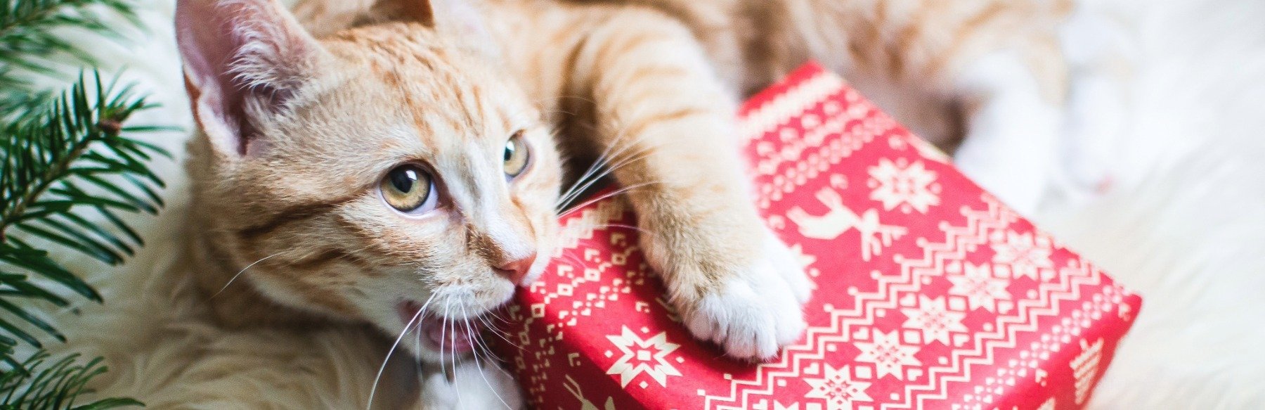 Cat with Christmas present