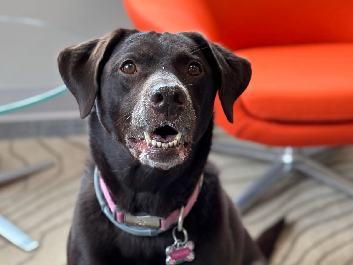 FieldStack-Maggie Office Dog