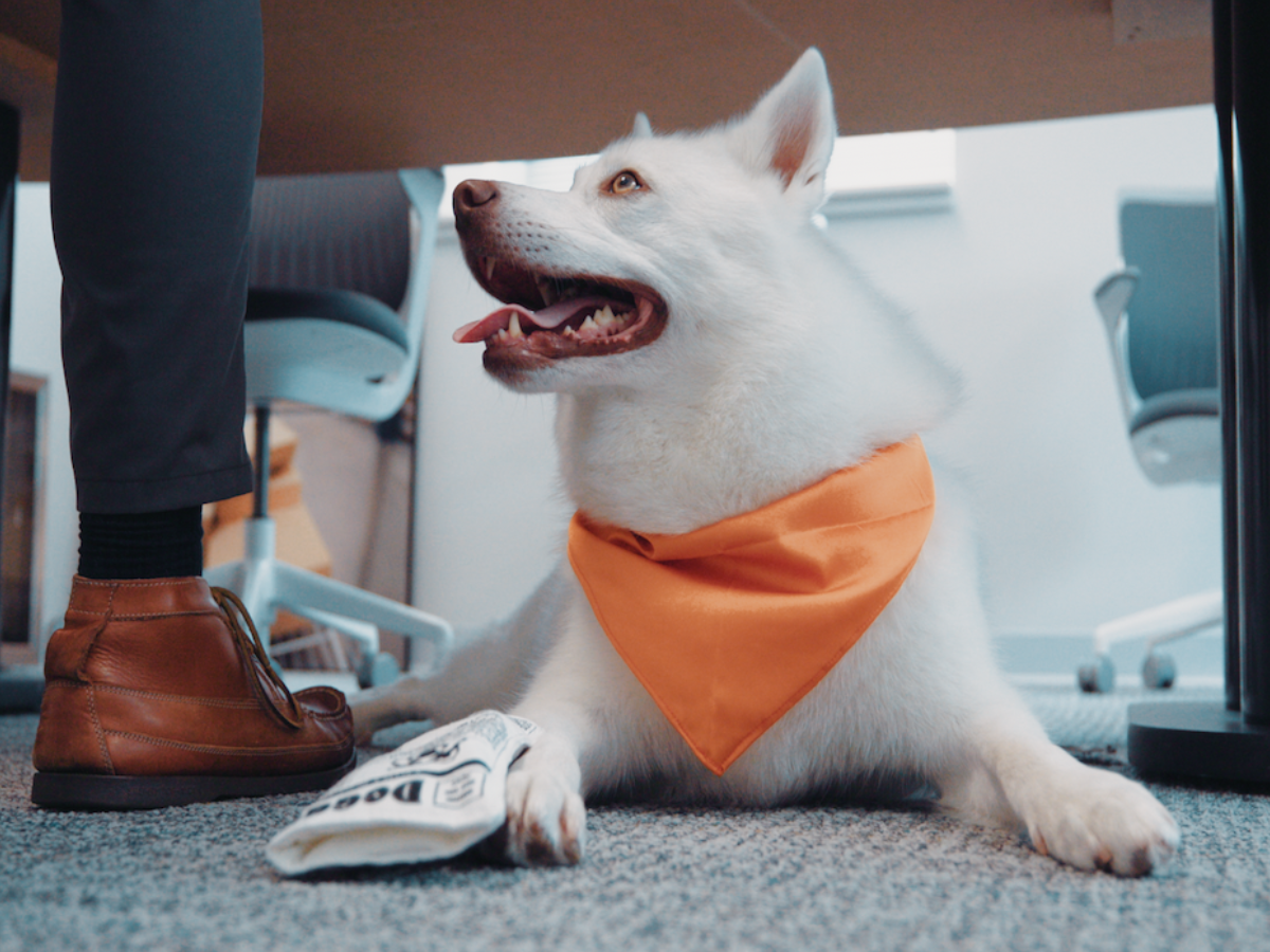 FieldStack-Walter Office Dog