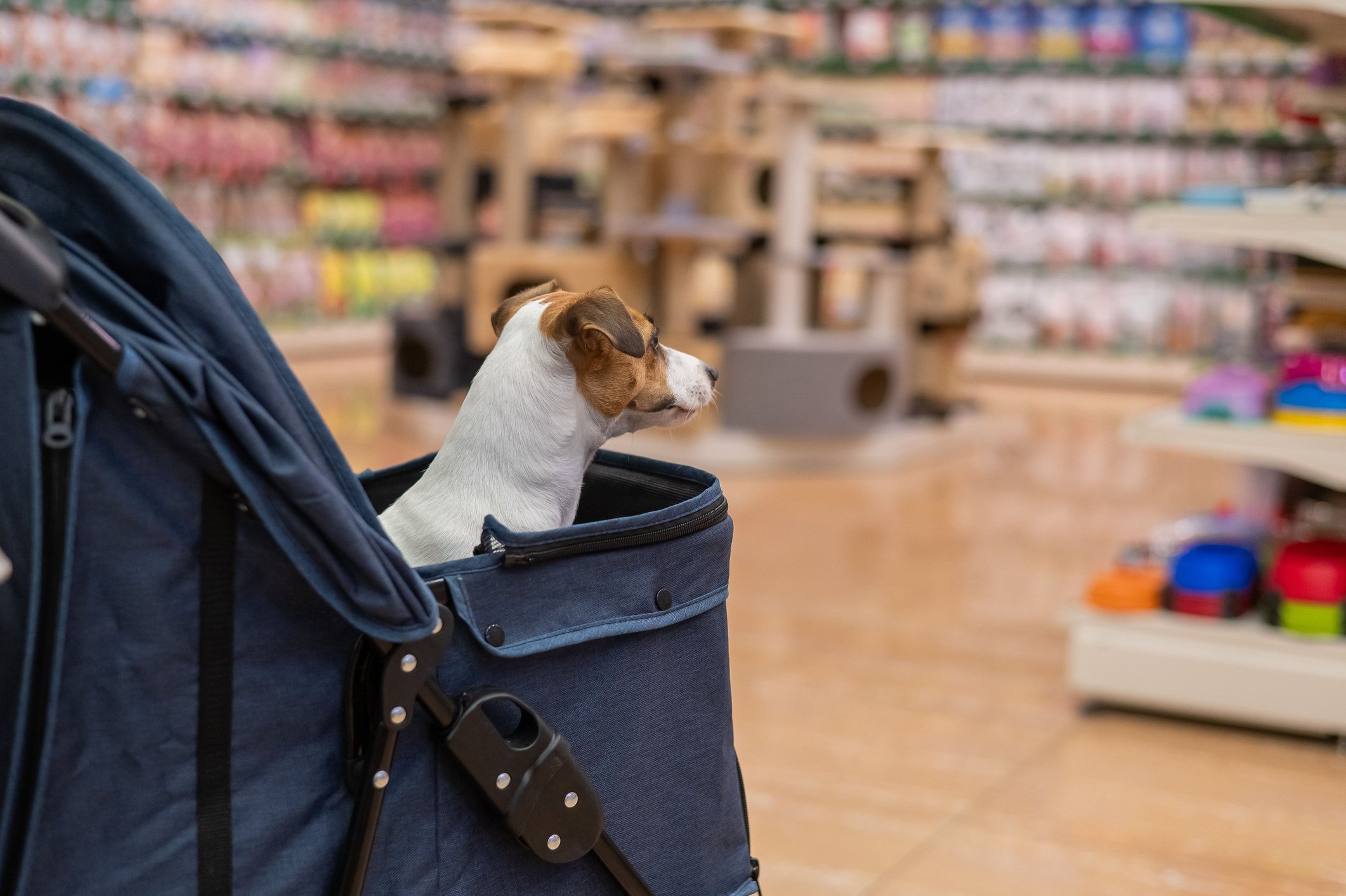 Dog in a pet store