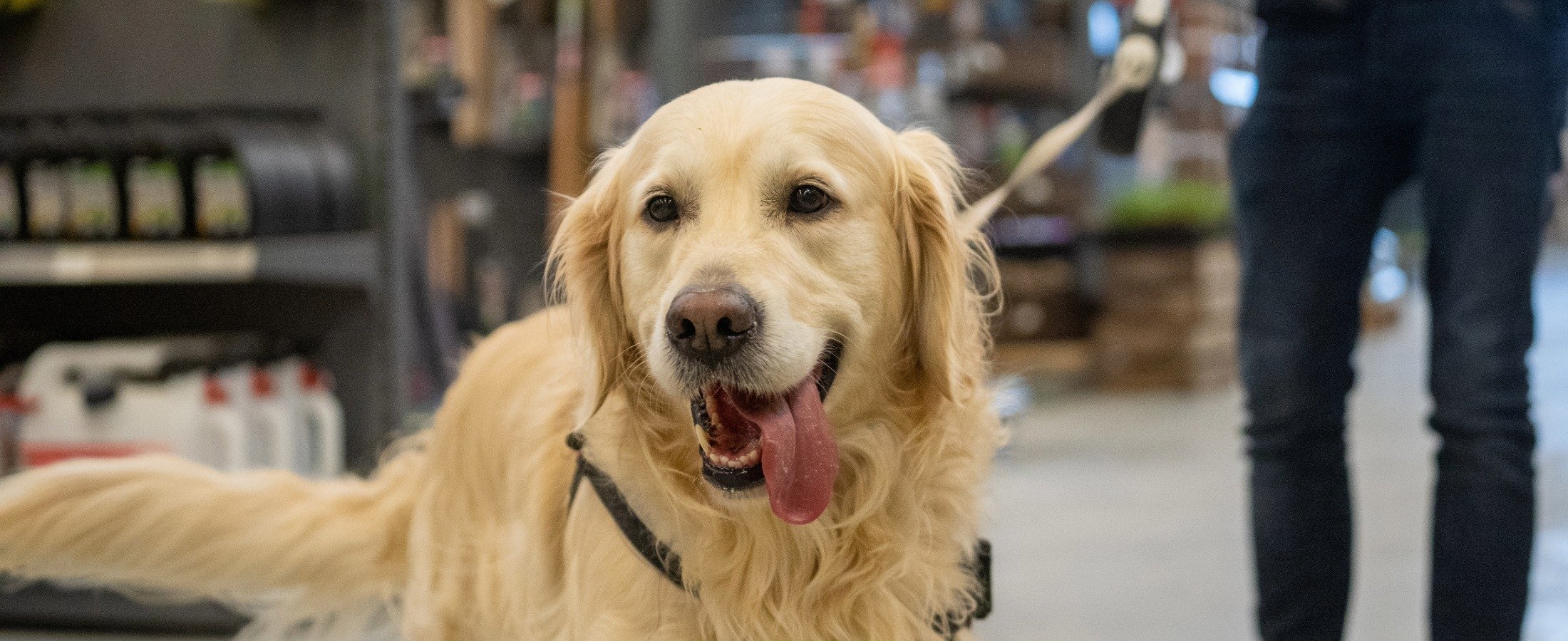 Pet Store POS System – One Platform for POS, eCommerce, and Inventory