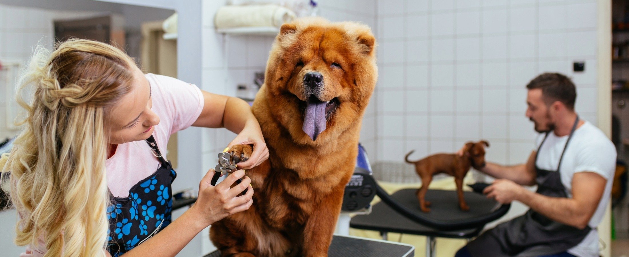 Adding Grooming to a Pet Store: What to Know Before You Start
