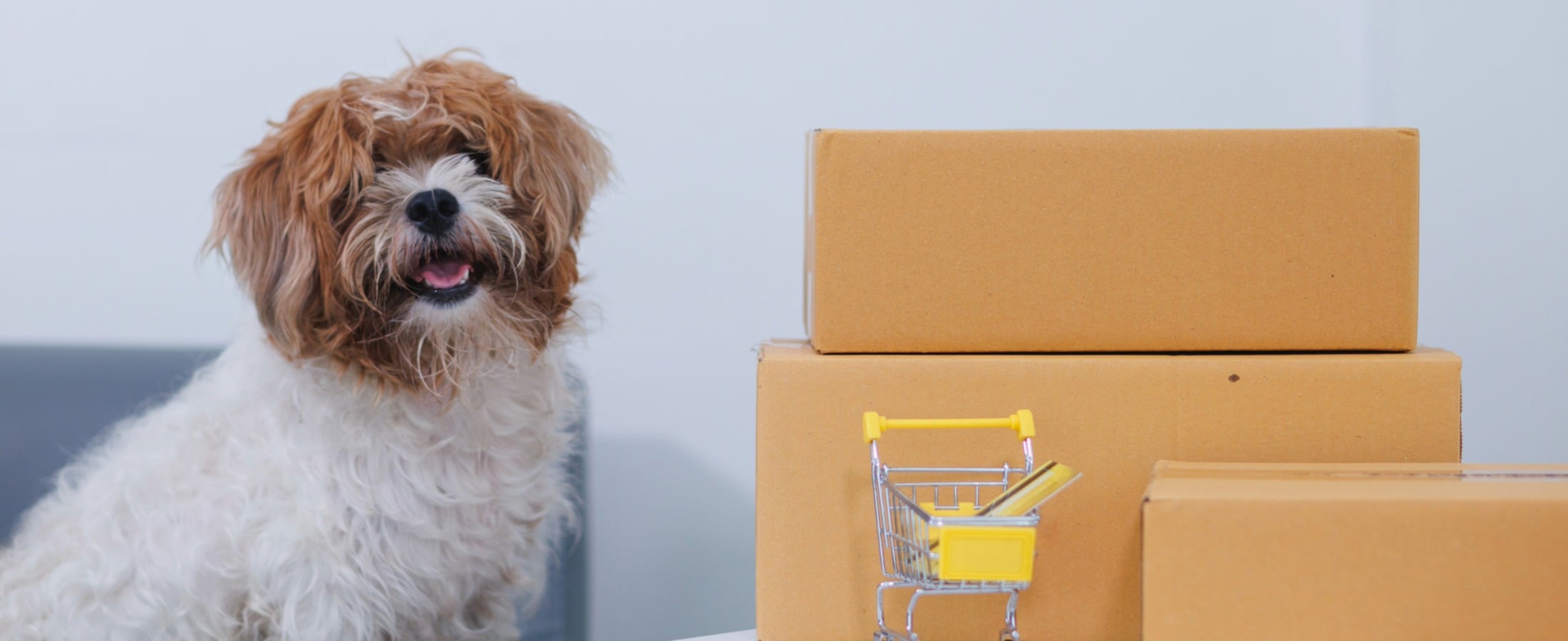 7 Common Pet Store Inventory Challenges and Practical Ways to Solve Them
