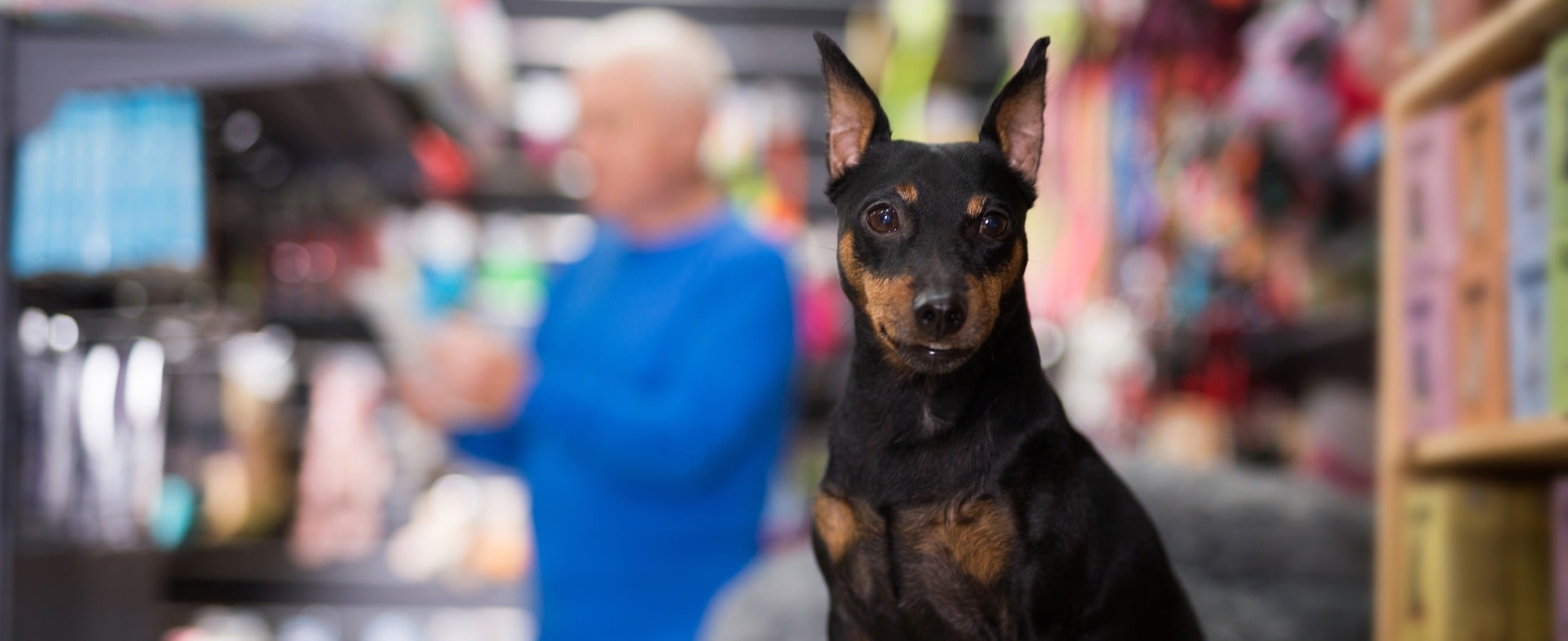 How Grooming Appointments Can Drive Repeat Business for Pet Stores