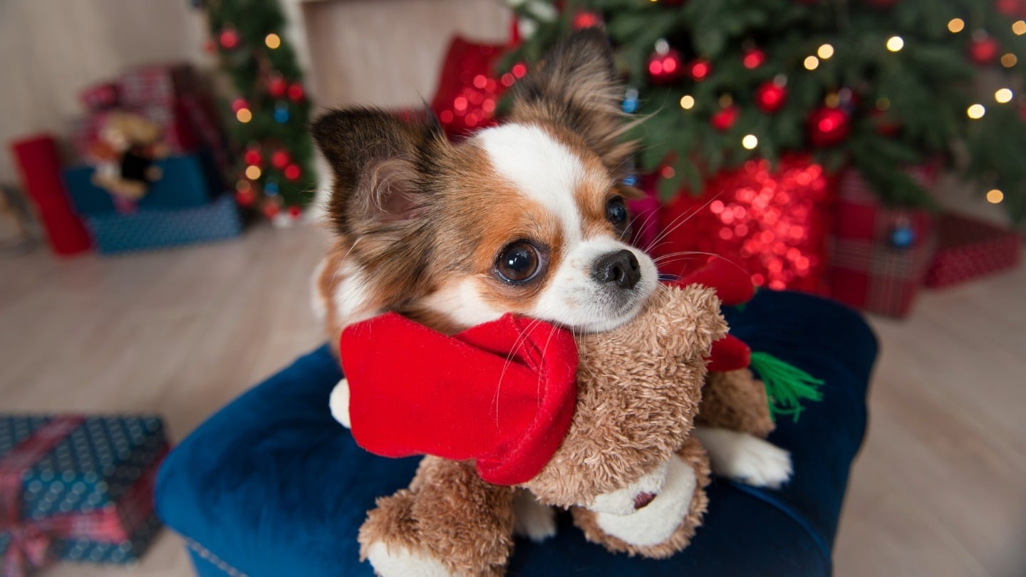 Pet Store Holiday Prep: 7 Ways to Capture More Seasonal Sales