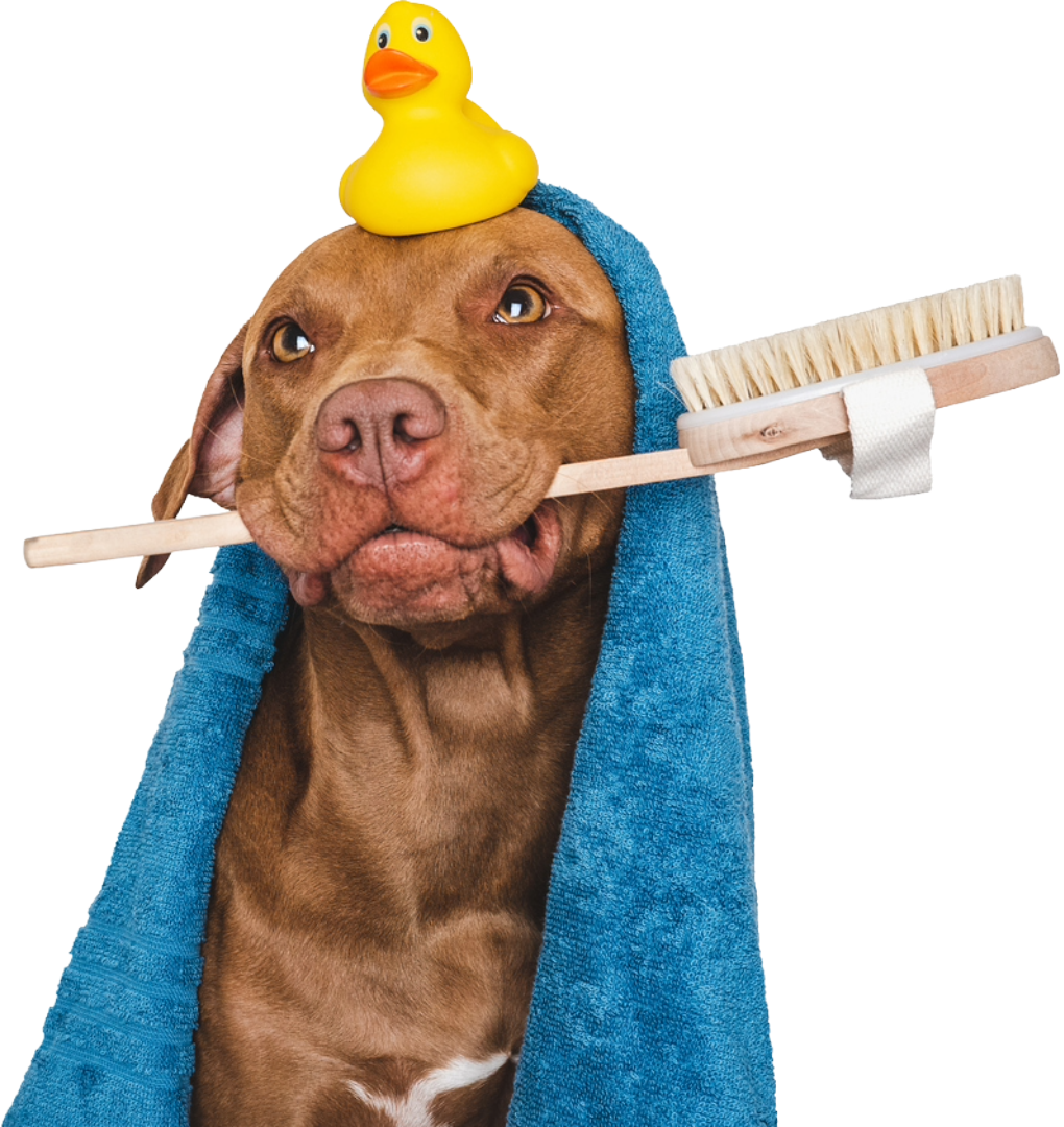Groomer working with a dog
