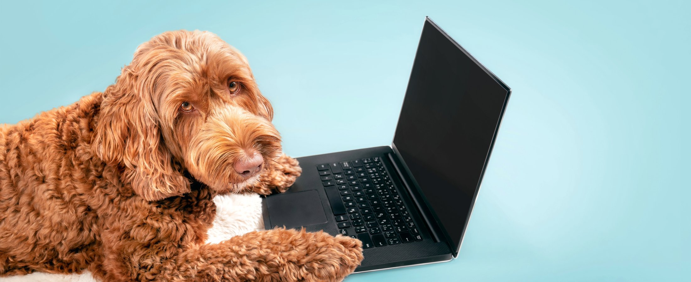 4 Costly Challenges Pet Retailers Face Today — And How to Navigate Them