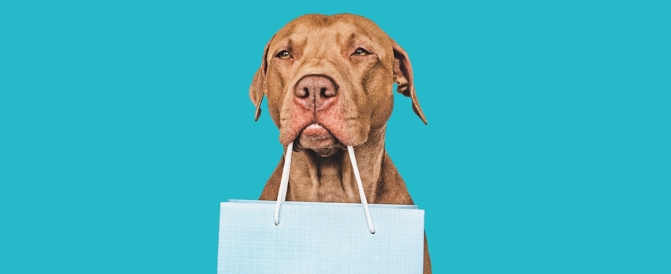 Why Unified Commerce is the Future of Pet Retail