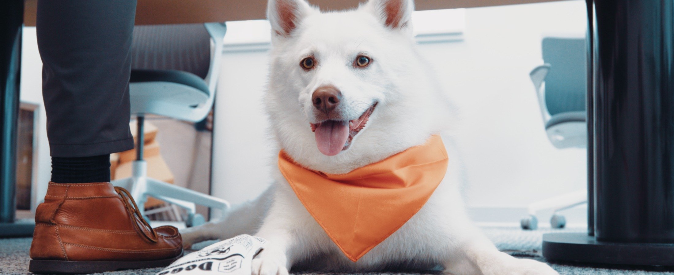Meet Walter: FieldStack’s Favorite Demo Co-Host
