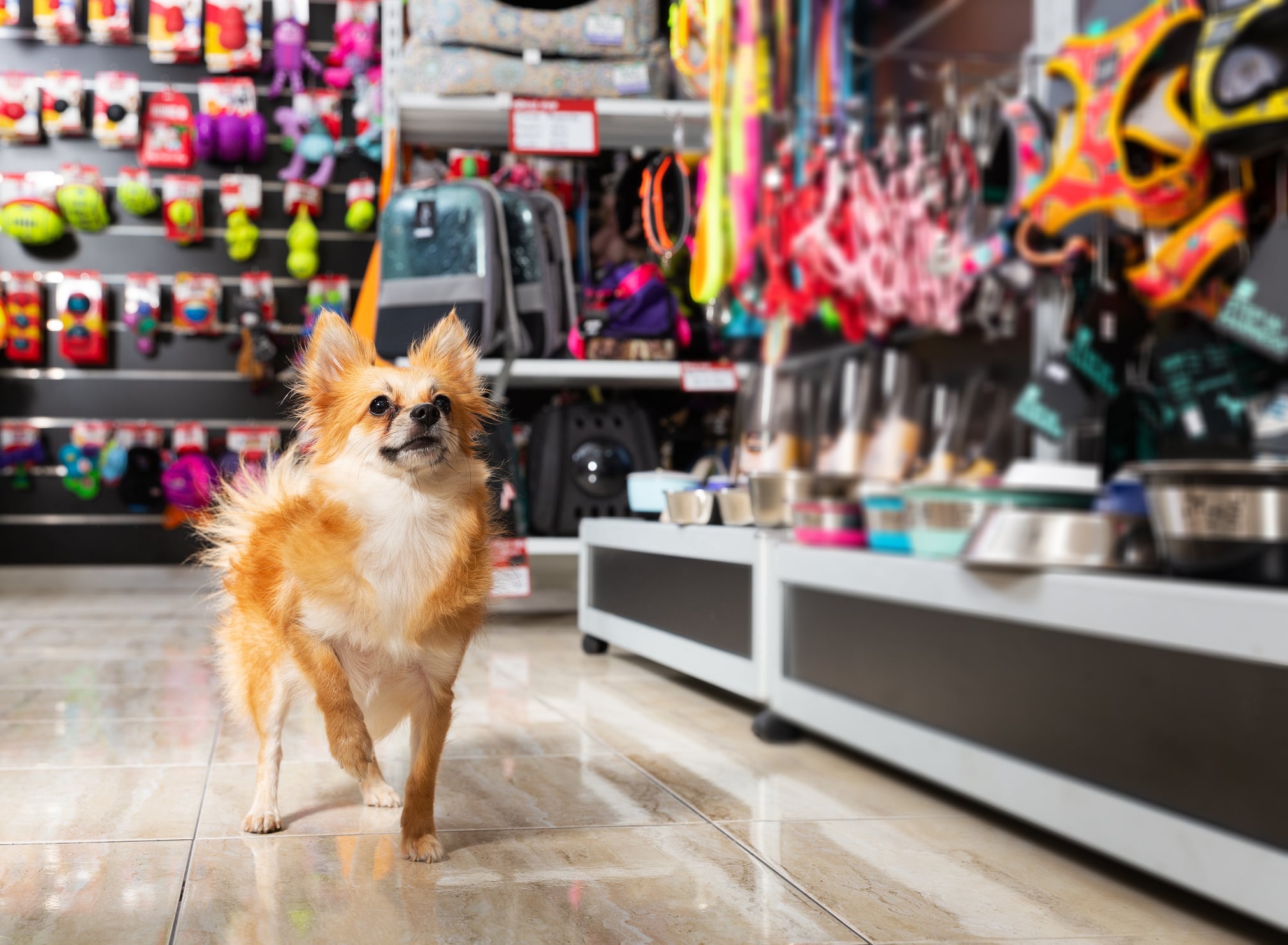 Dog walking down a pet store aisle