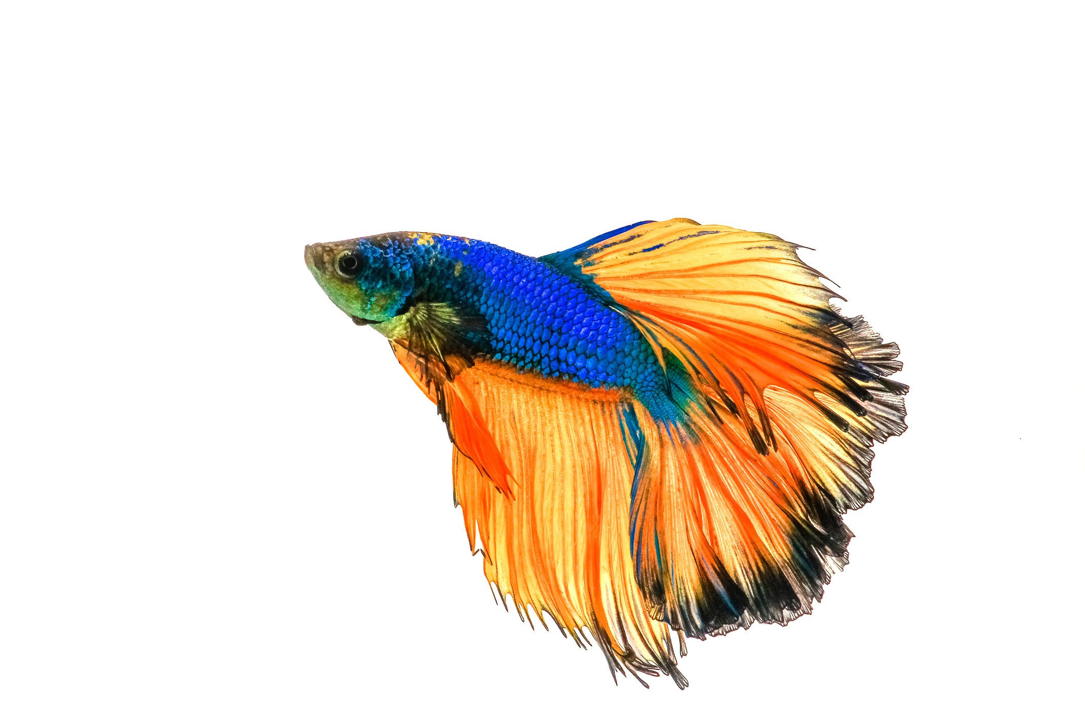 Colorful betta fish